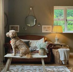 a dog sitting on top of a couch in a living room next to a window