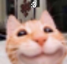 an orange and white cat smiling with the caption'3'in front of it