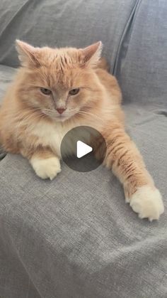 an orange and white cat laying on top of a gray couch next to a remote control