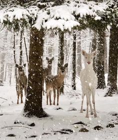 four deer standing in the snow next to trees