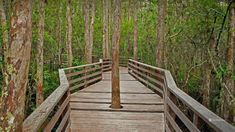 a wooden bridge in the middle of a forest