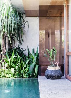 an outdoor pool surrounded by plants and greenery in front of a building with glass doors