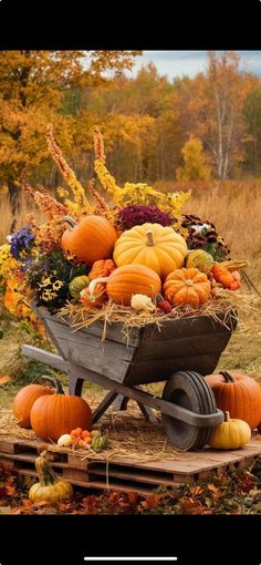 a wheelbarrow filled with pumpkins and gourds on a fall day