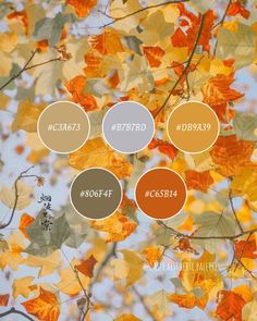 an image of autumn leaves with color swatches