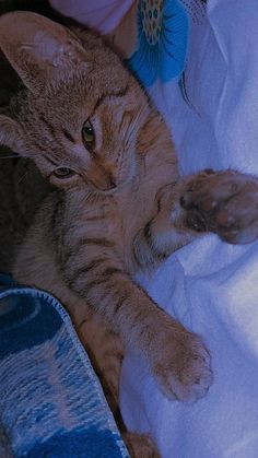 a cat laying on top of a bed next to a person