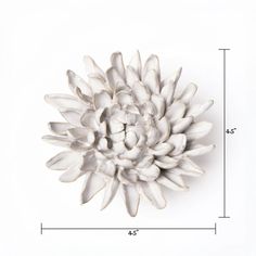 a large white flower sitting on top of a table next to a measuring line with measurements