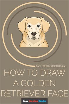 a dog's face with the words how to draw a golden retriever face