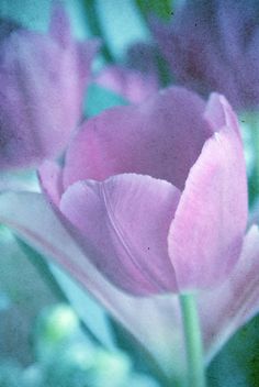 a pink flower with green leaves in the background