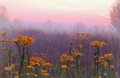 yellow and orange flowers are in the foreground, with purple grass behind them on a foggy day