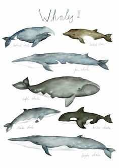 whales are shown in watercolors and ink on paper with the words whale written below them