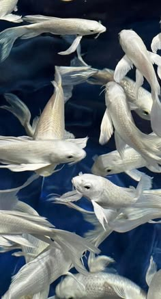 many white fish are swimming in the water