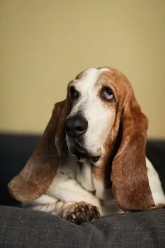 a brown and white dog laying on top of a couch