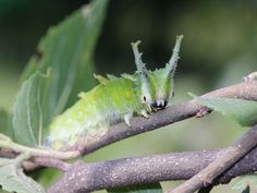 a green caterpillar sitting on top of a tree branch