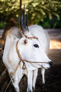 Aesthetic Anime Manga, Lover Anime, Bull Images, Breeds Of Cows, God Venkateswara Images Hd Wallpaper, Cow Photography, Animal Photography Wildlife, Cow Photos, Animation Anime