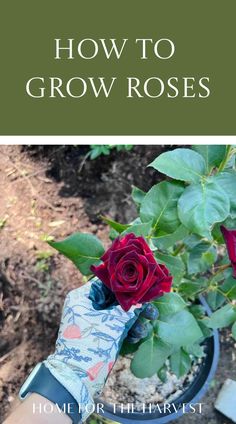 How to grow roses Organic Mulch, Growing Strawberries, Shrub Roses