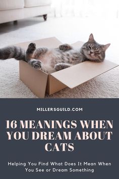 a cat laying in a box with the caption saying, 16 meanings when you dream about cats