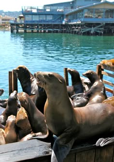 several sea lions are sitting on the dock