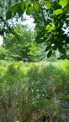 an open field with lots of trees and grass