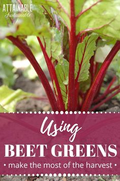 beet greens growing in the garden with text overlay reading using beet greens make the most of the harvest