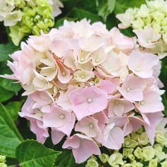 pink and white flowers with green leaves in the background