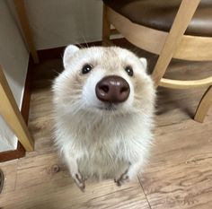 a close up of a small animal on a wooden floor with a chair in the background