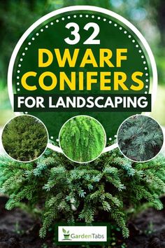 32 Dwarf Conifers For Landscaping - GardenTabs.com Conifer Trees Landscapes, Miniature Evergreen Shrubs, Front Garden Evergreen Plants, Small Conifer Trees, Evergreen Tree Landscaping Ideas, Evergreen Yard Landscaping, Shrub Layout Ideas, Small Evergreens For Landscaping, Tree And Shrub Combinations