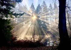 the sun is shining through the trees in the woods