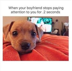 a brown dog laying on top of a bed next to a computer monitor with the caption when your boyfriend stops paying attention to you for 2 seconds