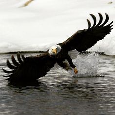 an eagle is flying over the water with its wings spread out and it's landing on ice