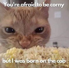 a cat is looking at the camera while eating corn from a bowl that says, you're afraid to be comfy but i was born on the cob