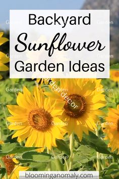 the backyard sunflower garden ideas