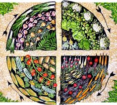 the four sections of a vegetable garden are depicted in this drawing, which depicts different stages of growing vegetables