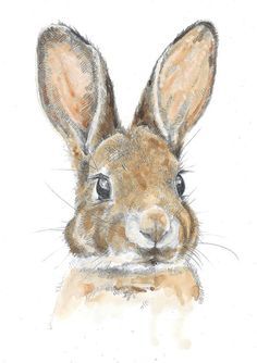 a drawing of a brown rabbit's face