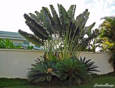 a large plant in the middle of a garden next to a white wall and green grass