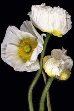 two white flowers with yellow centers on a black background