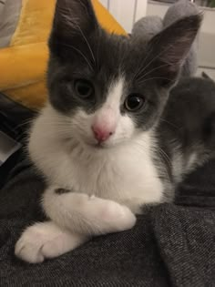 Cute kittens Grey Cat White Paws, White Cat With Grey Spots, Grey And White Kitten Aesthetic