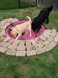 17 Dog-Friendly Backyard Ideas Dog Run Decor Ideas, Pools For Dogs, Backyard Dog Area Ideas Diy, Outdoor Dog Oasis, Dog Outdoor Area, Dog Runs Ideas Backyard, Dog Yard Ideas Play Areas, Diy Outdoor Dog Area, Diy Dog Park