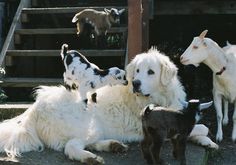 three white dogs sitting on the ground next to each other in front of some stairs