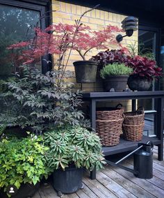 several potted plants are sitting on the porch