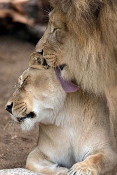 two lions are sitting next to each other and one is rubbing its face against the other