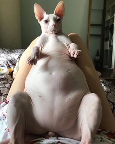 a hairless cat sitting on top of a bed