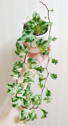 a person holding a potted plant in their hand