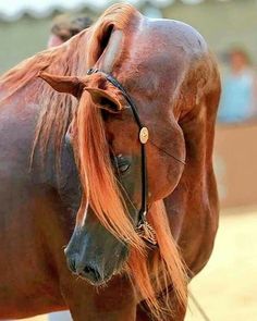 a close up of a horse wearing a bridle on it's head