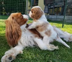 two brown and white dogs sitting in the grass