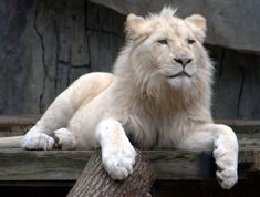 a white lion laying on top of a wooden platform next to a rock wall and tree trunk