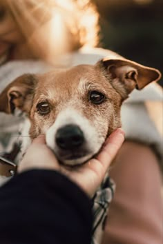 a person holding a small dog in their arms and petting it's face