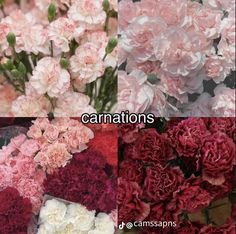 pink and white carnations are shown in four different colors