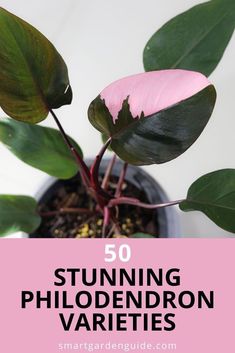 a pink plant with green leaves and the words 50 stunning phlodendron varieties