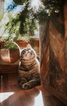 a cat sitting on the floor next to a christmas tree