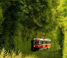 a red and white train traveling through a lush green forest filled with tall grass covered trees